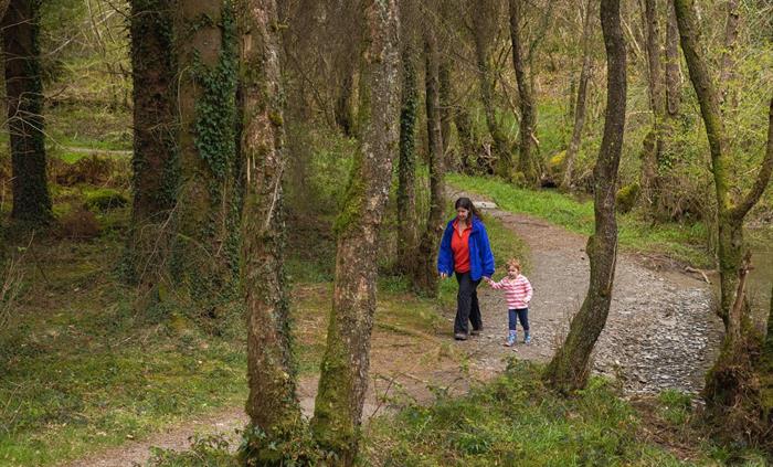 Cwm Rhaeadr Woodland
